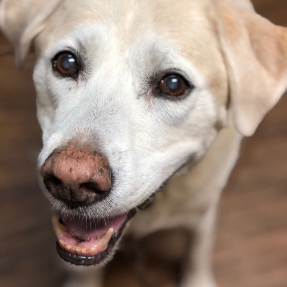 Meet your Posher, Maddie